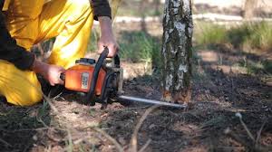 Best Tree Health Inspection  in Berkley, MI