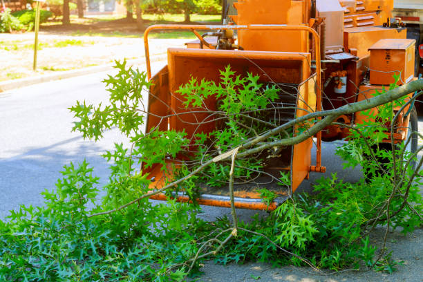 Best Tree Mulching  in Berkley, MI