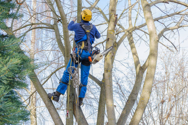 Best Tree Maintenance Programs  in Berkley, MI