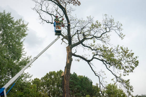 Best Root Management and Removal  in Berkley, MI