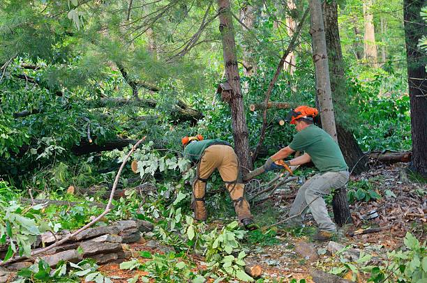 Best Leaf Removal  in Berkley, MI